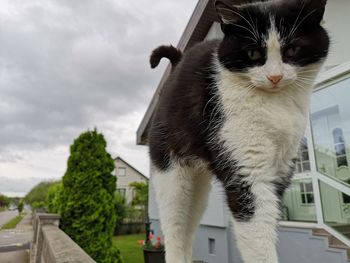 Cat looking at camera against sky