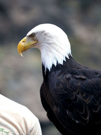 Close-up of eagle perching outdoors