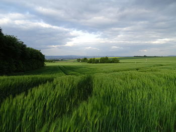 Scenic view of agricultural field against sky