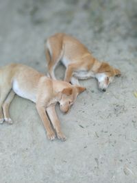 High angle view of a dog lying down