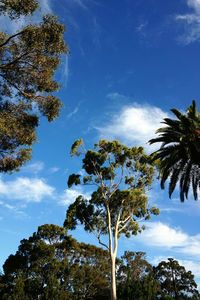 Low angle view of trees against blue sky