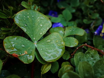 Close-up of wet plant leaves during rainy season