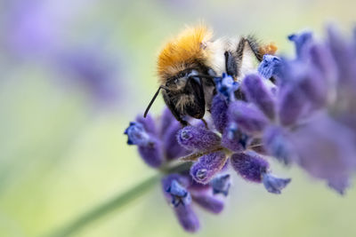 Close-up of bee on purple flower