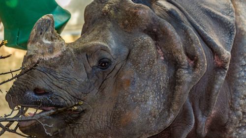 Close-up portrait of elephant