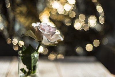 Close-up of white rose on glass table