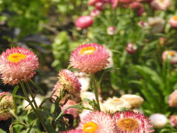 Close-up of pink flowering plants