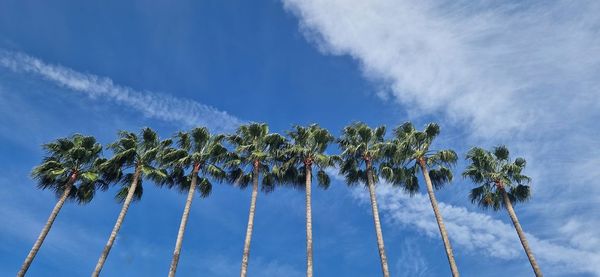 Low angle view of palm trees in a row against sky