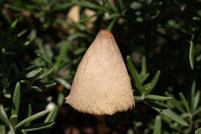 Close-up of mushroom growing on land