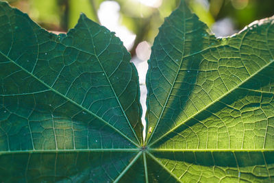 Close-up of leaves on plant