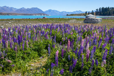 Scenic view of flowering plants on field