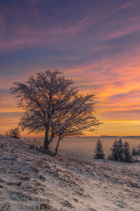 Tree on snow covered field against sky during sunset