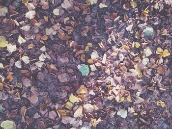 Leaves on ground