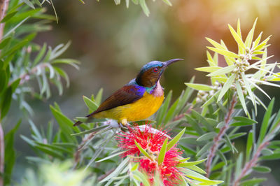 Close-up of bird perching on plant