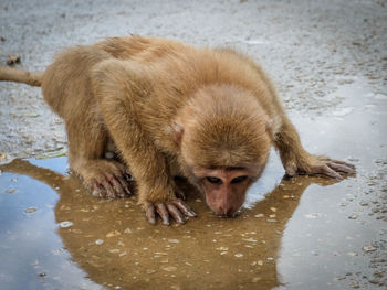 Monkey drinking water from puddle