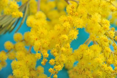 Close-up of yellow flowering plant