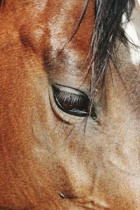 Close-up of dog eye