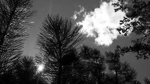 Low angle view of trees against sky