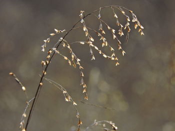 Close-up of plant growing on field against sky