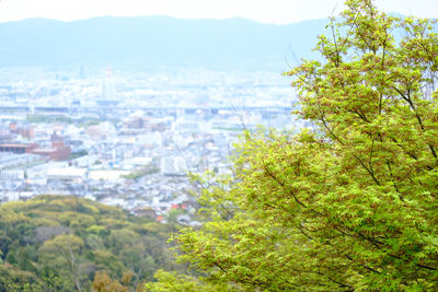 High angle view of trees in city