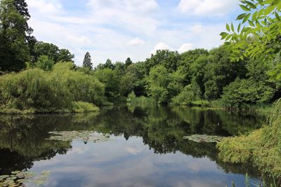 Reflection of trees in calm lake