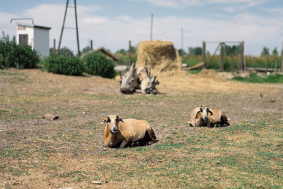 Sheep in a field