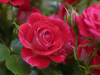 Close-up of pink rose