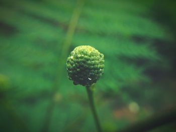 Close-up of water drops on leaf