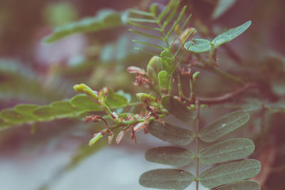 Close-up of dew drops on leaves