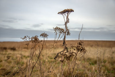 Scenic view of flowering plants on field against sky