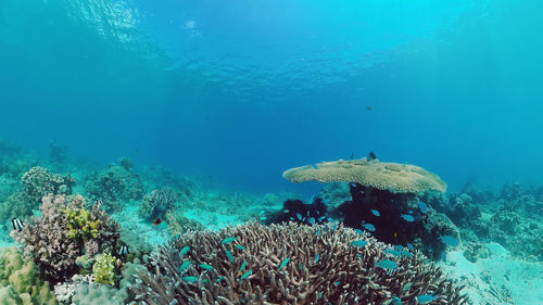 Fish swimming in sea