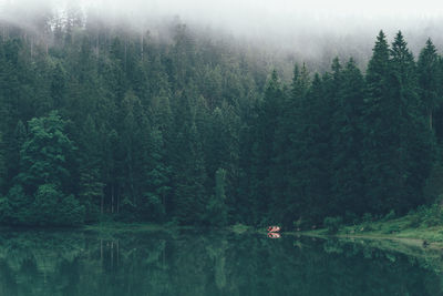 Scenic view of forest