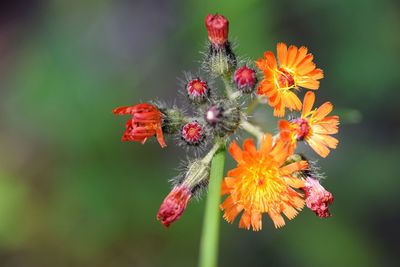 Close-up of insect on red flowering plant
