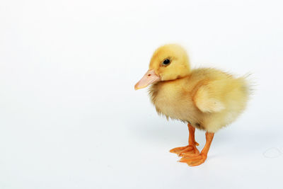 Close-up of a bird over white background