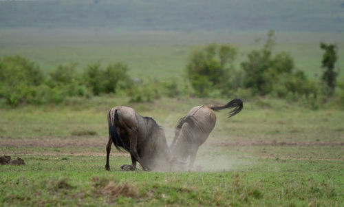 Wildebeest fighting 