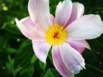 Close-up of pink flower