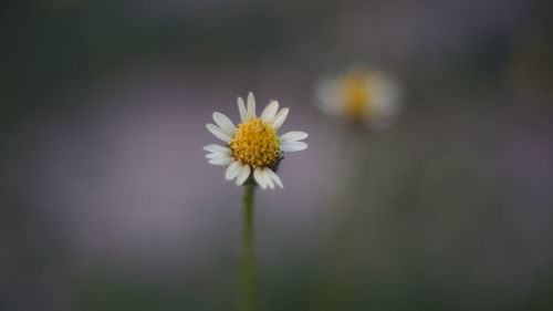 Close-up of white flowering plant