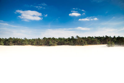 Scenic view of trees on desert against sky