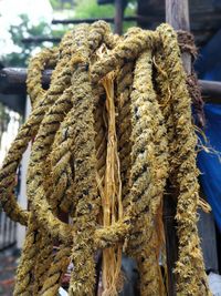 Close-up of rope tied to pole