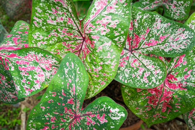 High angle view of flowering plant