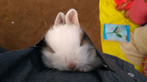 Close-up of rabbit