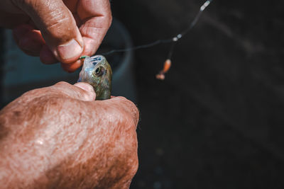 Hands removing the hook from a fish. fisherman fishing perch. common perch. healthy lifestyles.