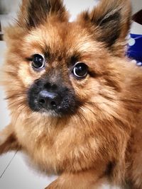 Close-up portrait of dog