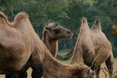 Close-up of two camels on land