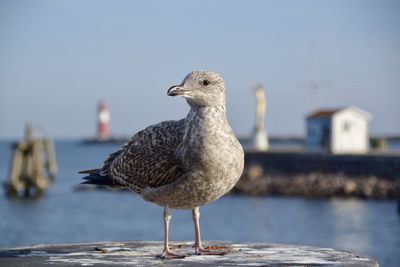 Close-up of seagull perching on post