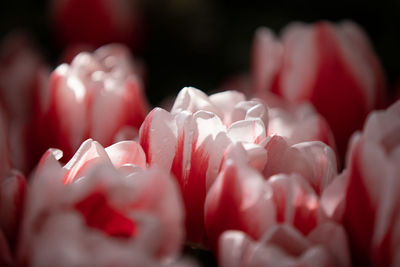 Close-up of red roses