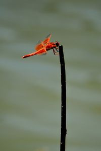 Close-up of red object