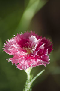 Close-up of pink flower