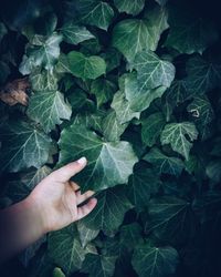 High angle view of hand holding leaves