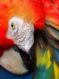 Close-up of parrot