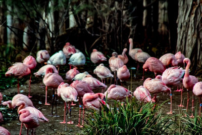 View of birds in lake